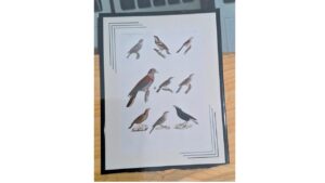 Encadrement d'une lithographie. Simple passe partout rehaussé de 3 filets en équerre sur coin en dégradé de couleurs.
